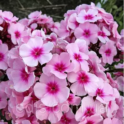 Флокс волотистий Bright Eyes (Брай Айс) контейнер Р11