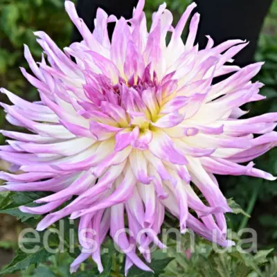 Жоржина Кактусова Mingus Randy