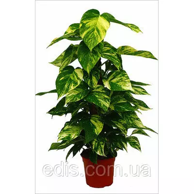 Сциндапсус золотистий (Эпіпрємнум) Кімнатна рослина, горщик Р8