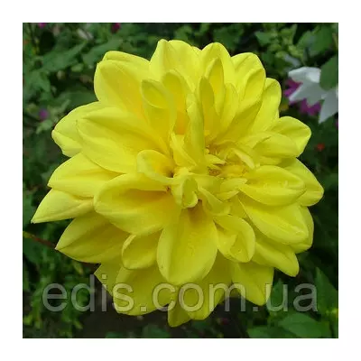 Жоржина декоративна Golden Emblem