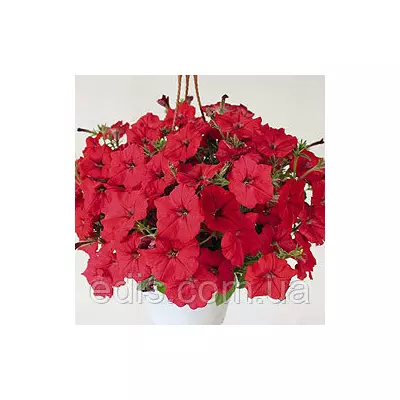 Петунія ампельна Лавина Червона F1 10 насінин-драже, серія PREMIUM ТМ Яскрава