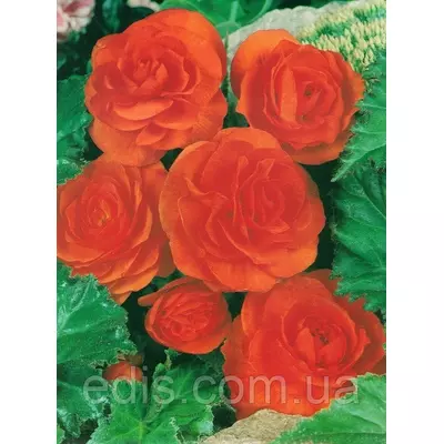 Бегонія бульбова махрова Помаранчева, 1 бульба