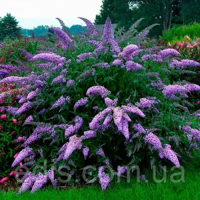 Буддлея Давида Nanho Blue у контейнері