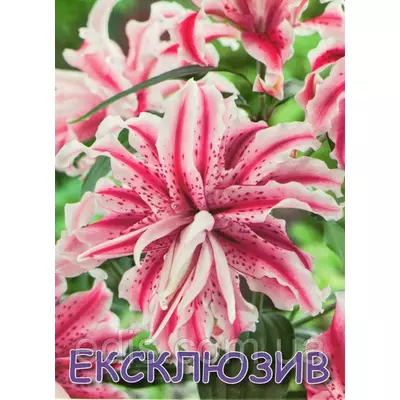 Лілія орієнтальна махрова Magic Star (Меджик Стар) 1 цибулина 12/14