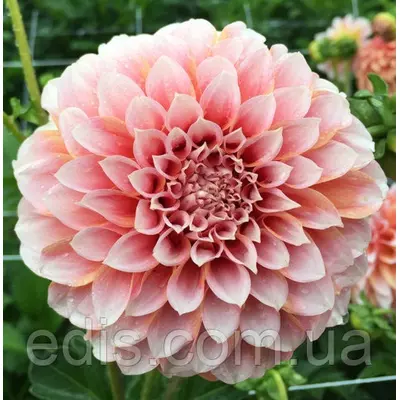 Жоржина високоросла Peaches and Cream