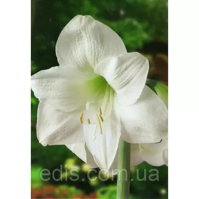 Гіппеаструм простий White / Уайт / 1 цибулина 24/26