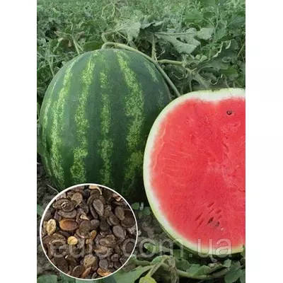 Кавун Талісман F2 100 г, насіння Яскрава