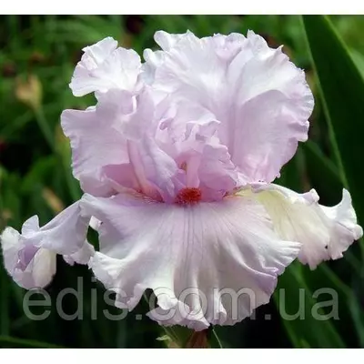 Ірис високий бородатий Bliss Bomb (Бліс Бомб)