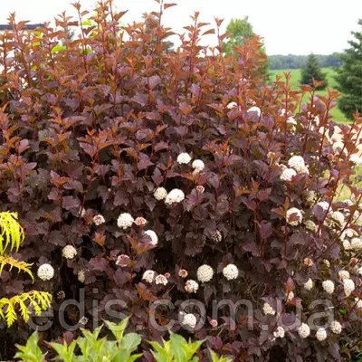 Пухироплідник калинолистий Andre (Андре) у контейнері P9