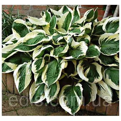 Хоста Patriot (Патріот) кореневище