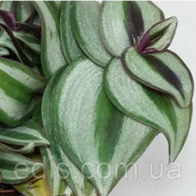 Традесканція зебрина Silver 10-15 див. 5/+ шт. 0,2 л.