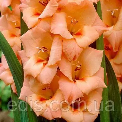 Гладіолус Peter Pears (Пітер Пірс) 10/12 3 цибулини