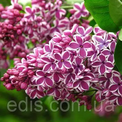 Бузок Сенсація