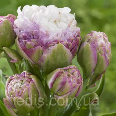 Тюльпан махровий мультіфлора Peggy Wonder (Пеггі Уандер) 1 цибулинки