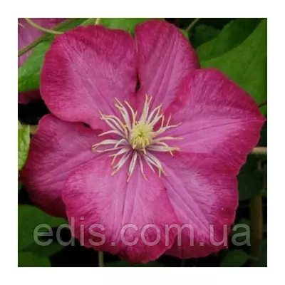 Клематис Ville de Lyon (Віль де Ліон)