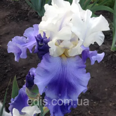 Ірис бородатий високий Sierra Grande (С'єрра Гранде)