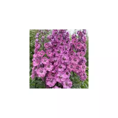 Дельфініум багаторічний Astolat (Астолат) 0,1 г, насіння Яскрава