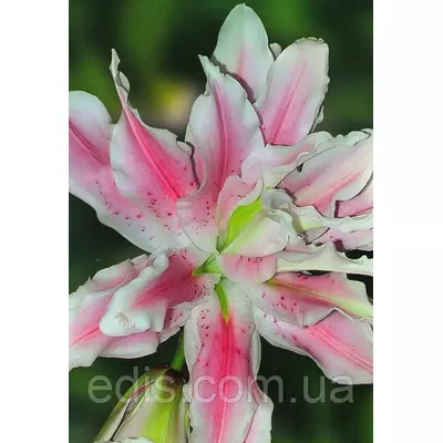 Лілія орієнтальна махрова Owen (Оуен) 1 цибулина 12/14