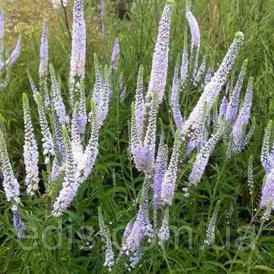 Вероніка довголиста Antarctica (Антарктика)