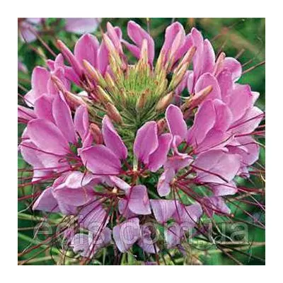 Клеома колюча суміш 0,2 г, насіння Яскрава