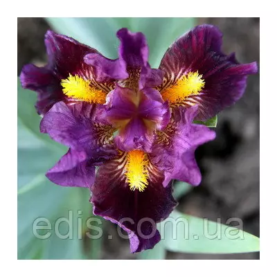 Ірис карликовий Zap