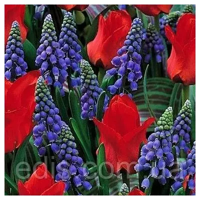 Арт-набір Алі Баба (тюльпани низкорослі, мускарі) 8 цибулин