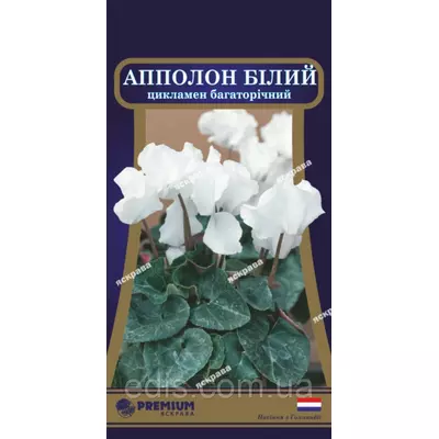 Цикламен перський Апполон білий, 5 насінин, Яскрава PREMIUM