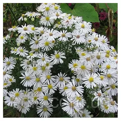 Айстра багаторічна Kristina (сентябринка) у контейнері