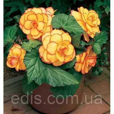 Бегонія бульбова Пікоті жовто-червона, бульба