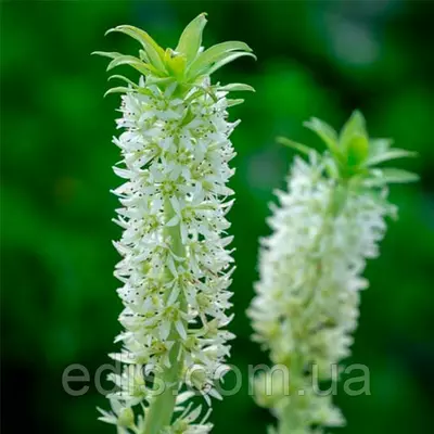 Эукомис Maui у контейнері