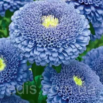 Айстра принцесса Крістіна Блакитна 0,3 г насіння Яскрава