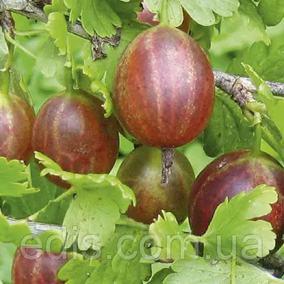 Агрус Безколючковий (середньопізній)