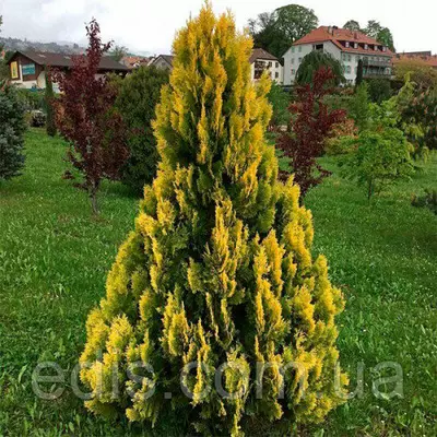 Туя Yellow Ribbon (Єллоу Ріббон) у контейнері 2 л