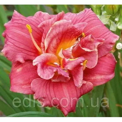 Лілейник Cute As Can Be в контейнері