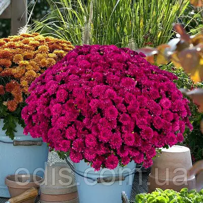 Хризантема Meridian Cherry Purple (Мерідіан Чєррі Пьопл) контейнер 0,5 л