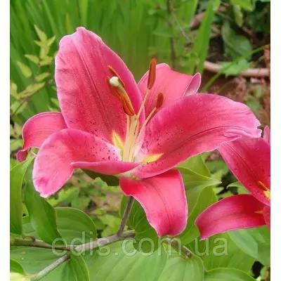 Лілія орієнтальна Rousillion (Русільйон) 1 цибулина 12/14