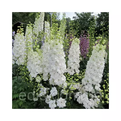 Дельфініум багаторічний Галахад 0,1 г, насіння Яскрава