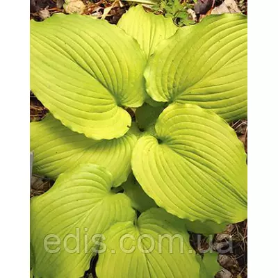 Хоста Piedmont Gold (П'єдмонтон Голд) кореневище