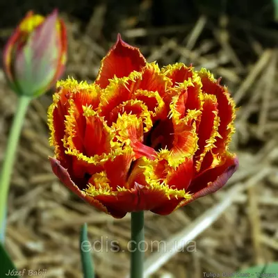 Тюльпан махровий Gold Dust (Голд Даст ) оторочений 3 цибулинки