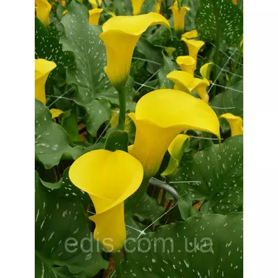 Калла Cameo (Камео) 1 бульба 12/14