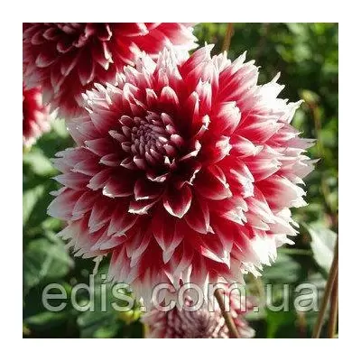 Жоржина Фимбриата Red and White Fubuki