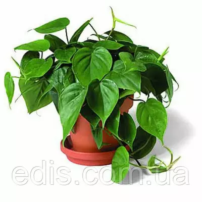 Філодендрон лазячий Кімнатна рослина, Р9