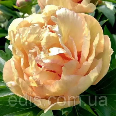 Півонія ІТО-гібрид Canary Brilliant (Канарі Діамант)