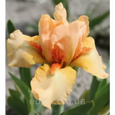 Ірис карликовий Tickled Peach