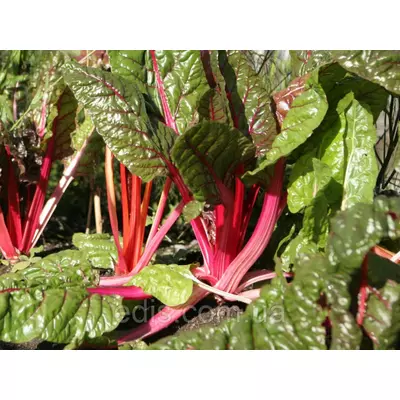 Мангольд червоний Рубард Чард 1,5 г, насіння Яскрава