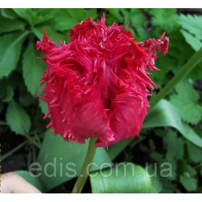 Тюльпан Barbados (Барбадос) оторочений 3 цибулини