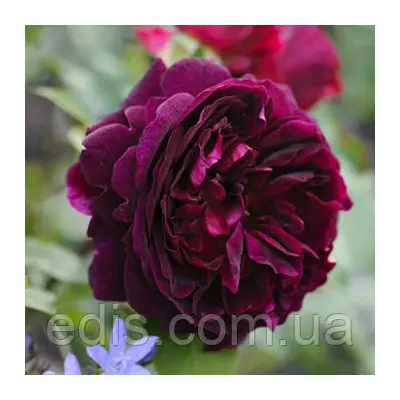 Троянда Мунстед Вуд (Munstead Wood)