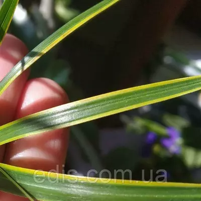 Циперус Aureomarginata (жовтообрамлений) горщик 0,5 л.