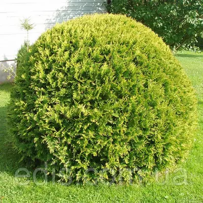 Туя Danica Aurea (Даніка Аурея) у контейнері