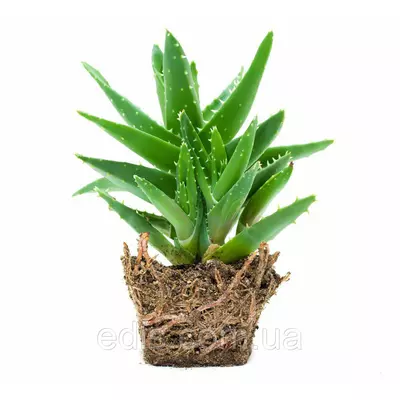 Алое Вера (Aloe Vera) вік 3 роки